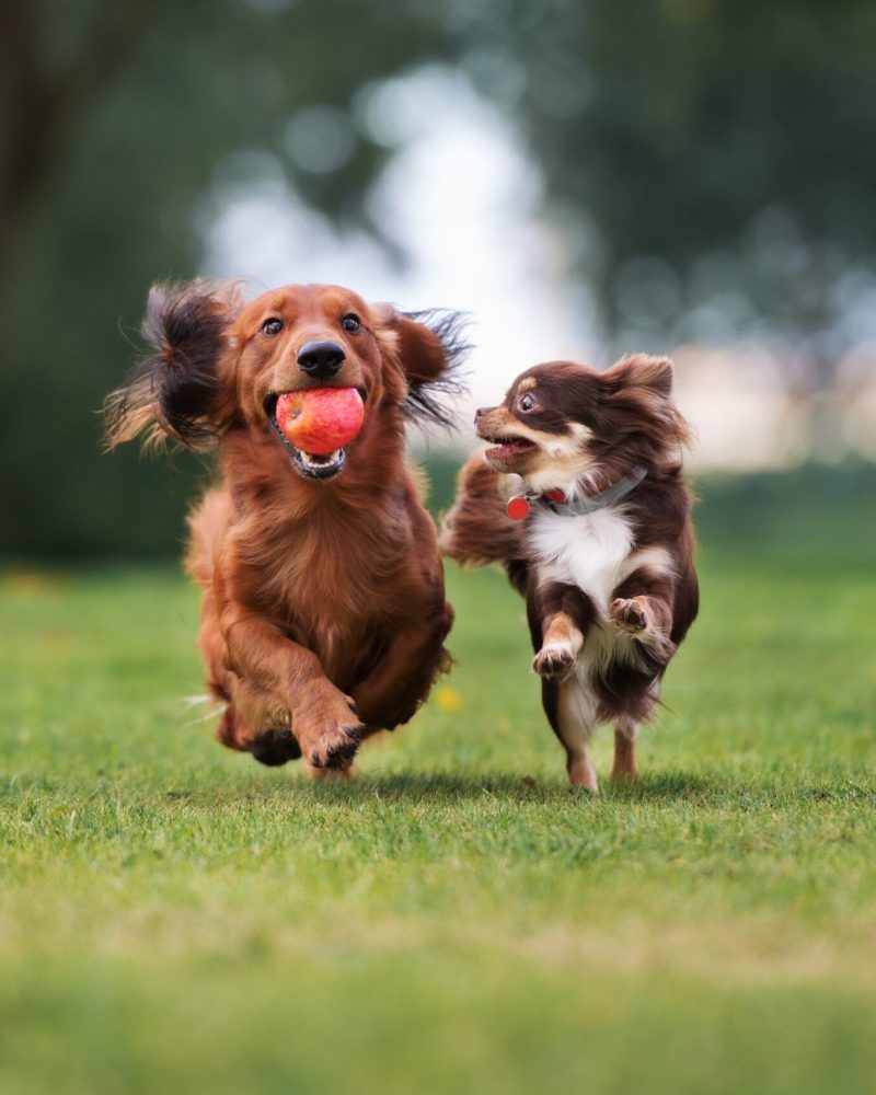 two adorable small dogs playing outdoors together