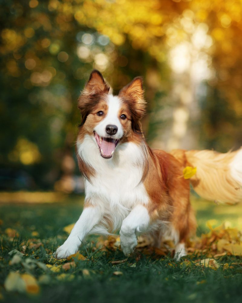 young red border collie dog playing with leaves in autumn